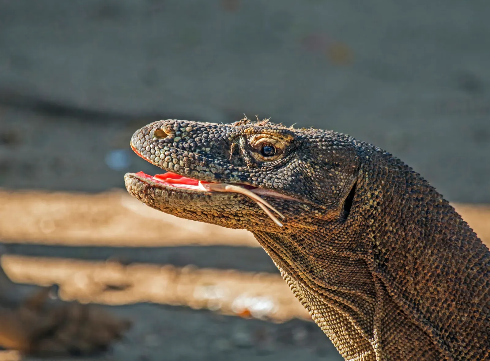 #5 - Their Bite Is Actually Weaker Than a Crocodile's (Self-photographed, from Sharp Photography, sharpphotography.co.uk, CC BY-SA 4.0)