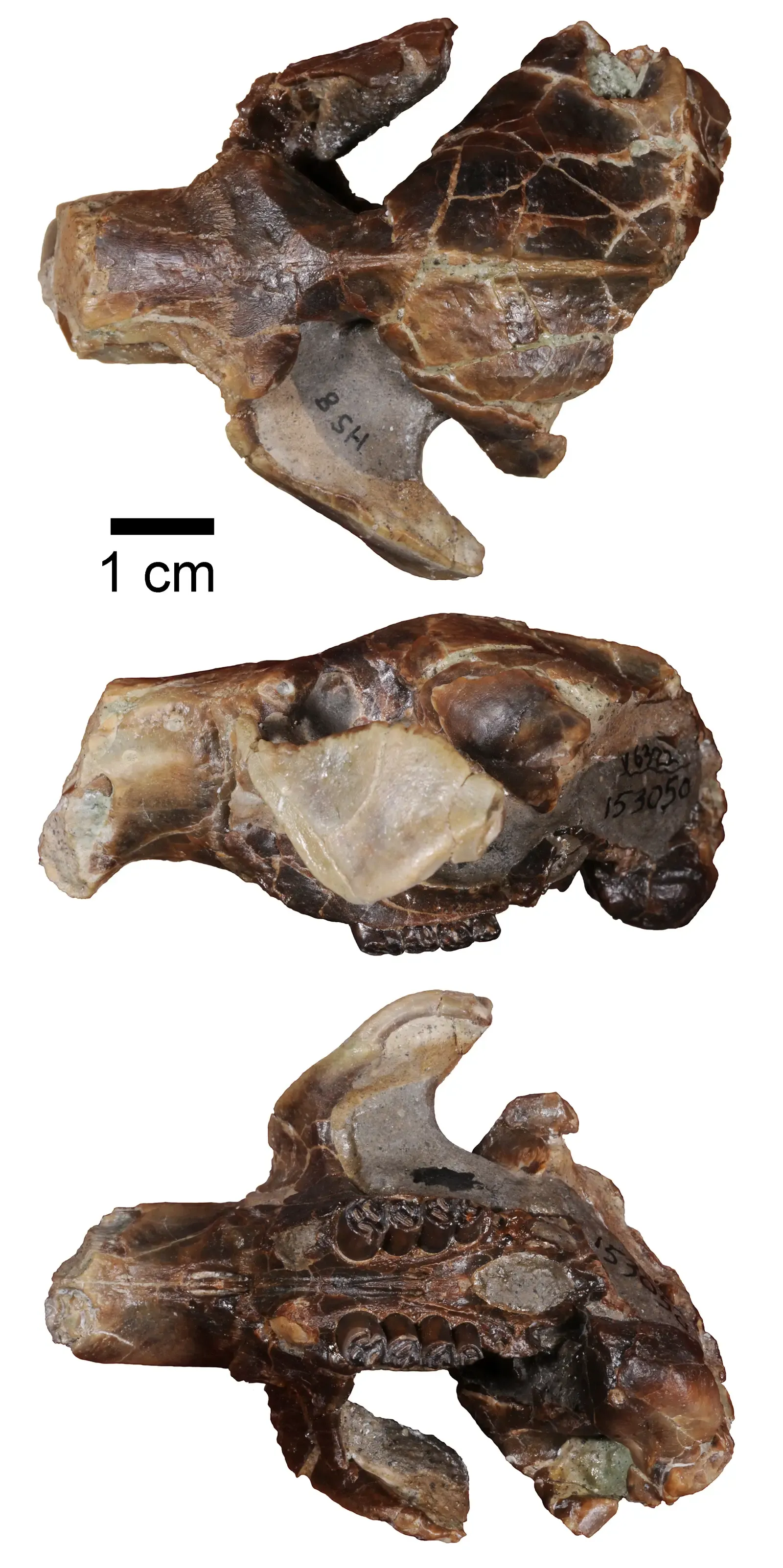 The Giant Beaver with Hot Dog-Sized Teeth (Image Credits: Wikimedia)