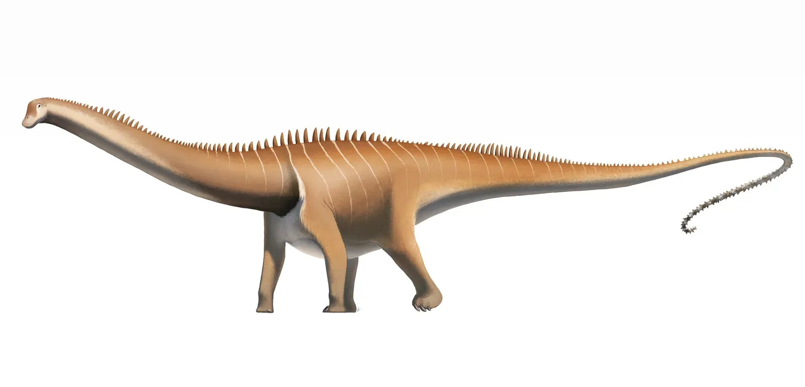 The Diplodocus Discovery: Even Giants Had Complex Color Patterns (Image Credits: Wikimedia)