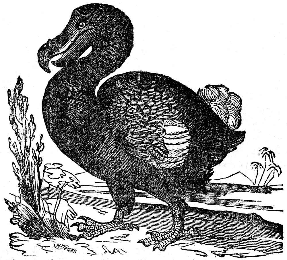#4 - The Dodo: More Than a Meme, Less Than a Mystery (By Roelant Savery, Public domain)