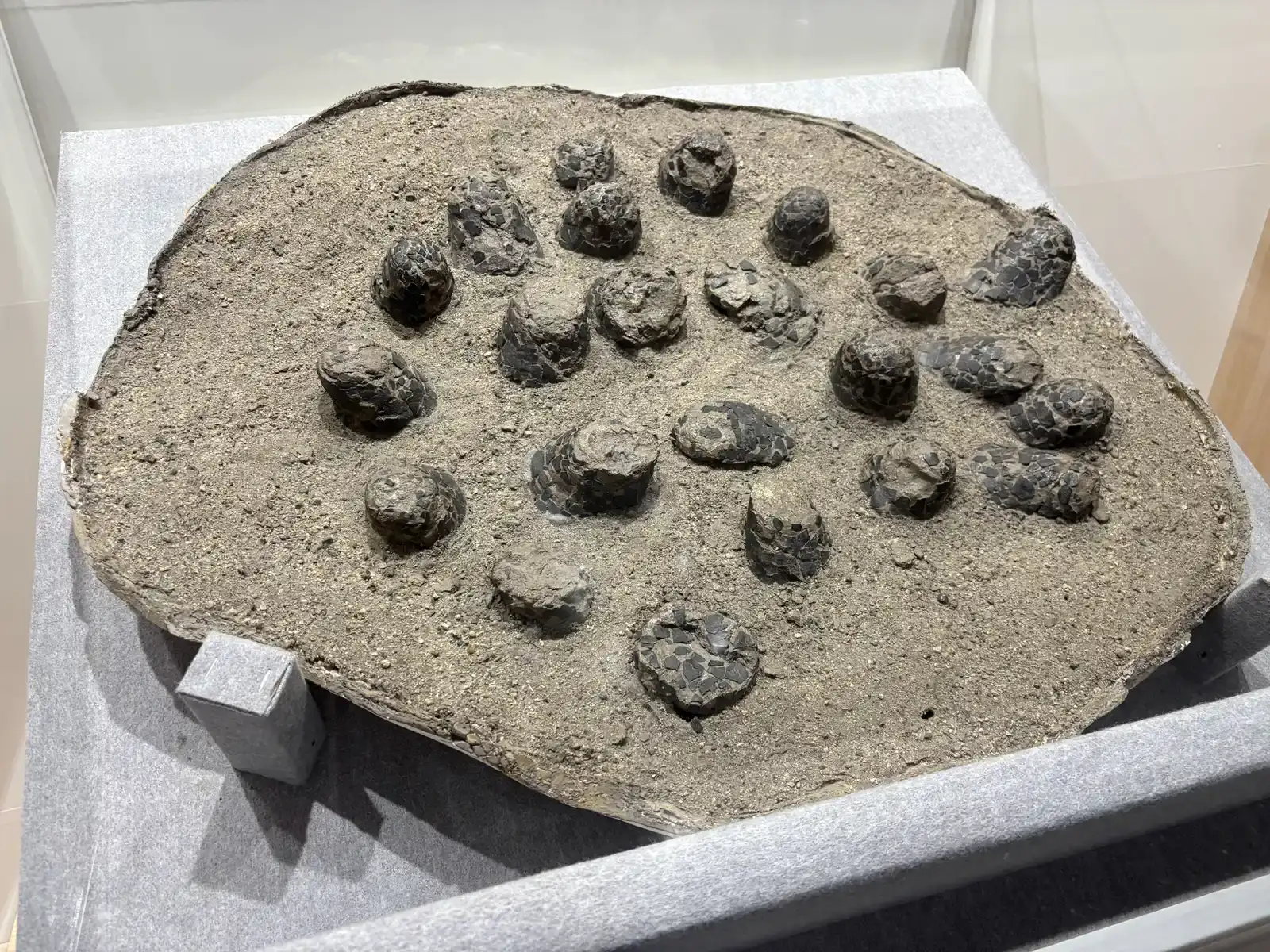 Nests and Eggs: Clues to Reproductive Behavior (By Kyu3a, CC BY-SA 4.0)