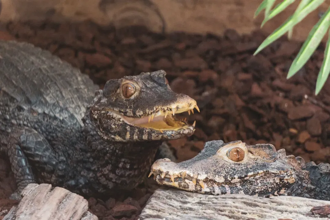 #7 - A Mother Alligator Carrying Babies in Her Mouth Isn't Attacking Them (Image Credits: Unsplash)