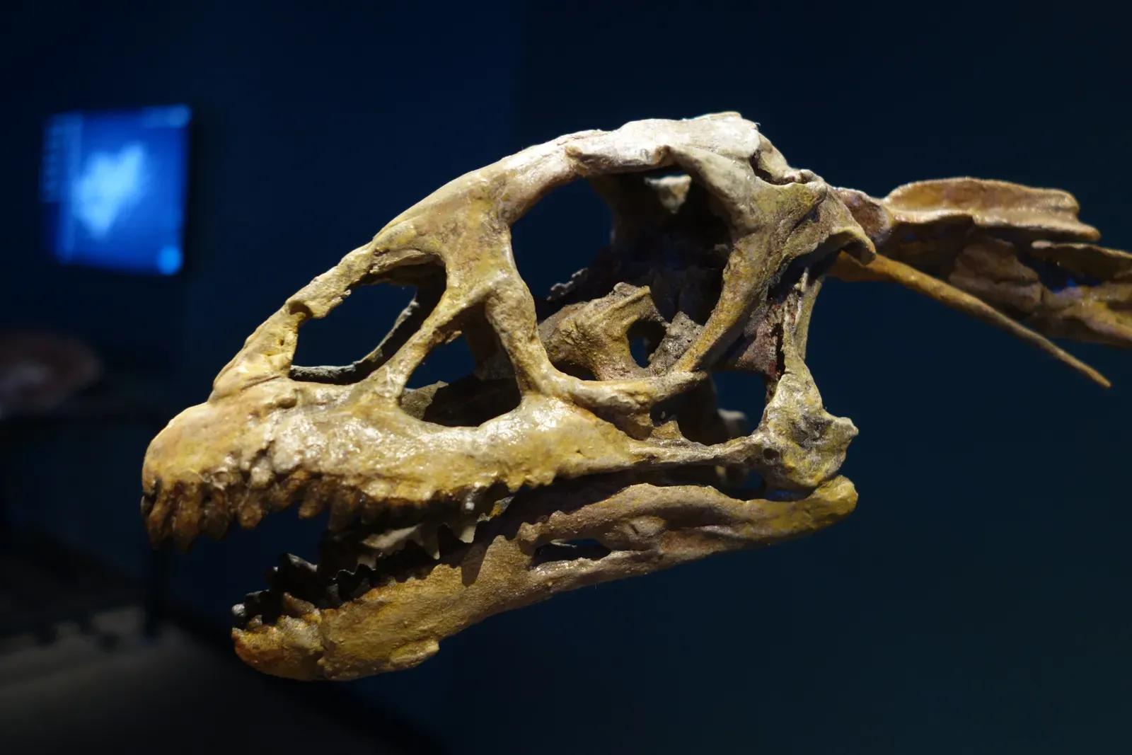 Omnivores, Scavengers, and Surprising Dietary Shifts (By Jens Lallensack, CC BY-SA 4.0)