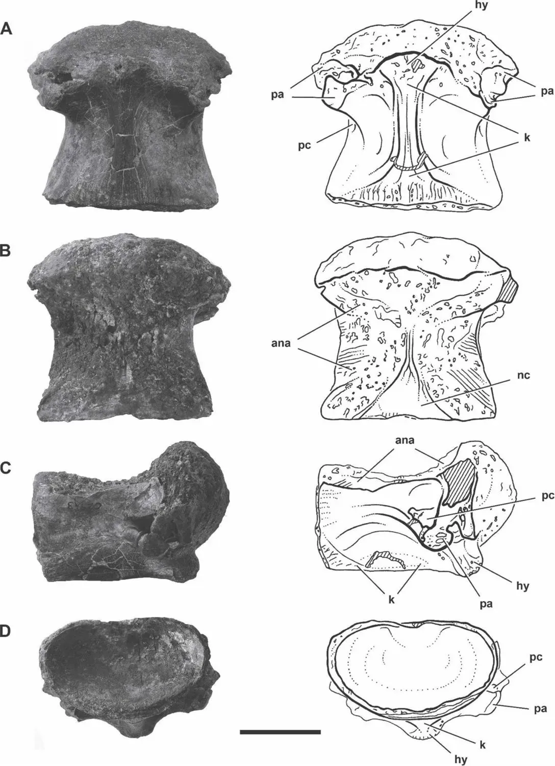 The Strange and Stunning Fossil That Started It All ("Spinosaurus is not an aquatic dinosaur", CC BY 4.0)