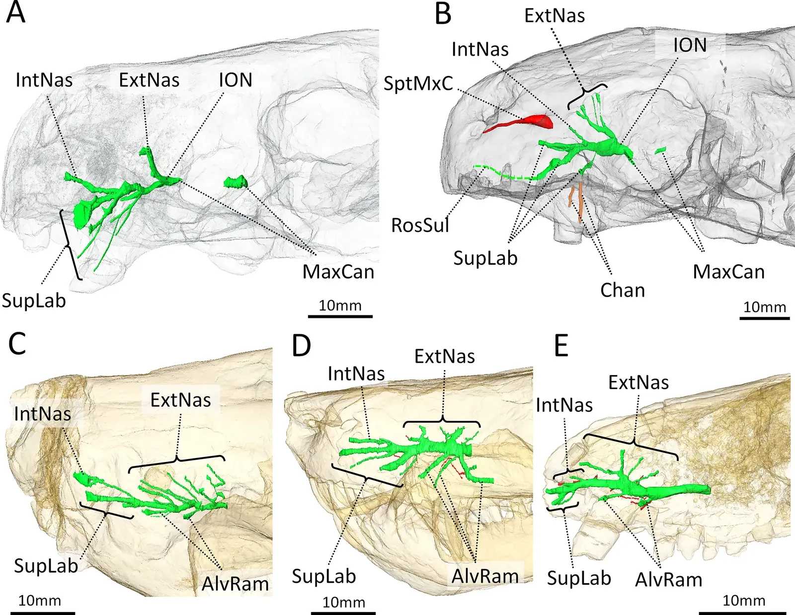 3. A 250-Million-Year-Old Fossil Reveals the Shocking Origins of Mammal Hearing (Benoit, J.; Norton, L.A.; Manger, P.R.; Rubidge, B.S. (2017). "Reappraisal of the envenoming capacity of Euchambersia mirabilis (Therapsida, Therocephalia) using μCT-scanning techniques". PLoS ONE 12 (2): e0172047. DOI:10.1371/journal.pone.0172047., CC BY 4.0)
