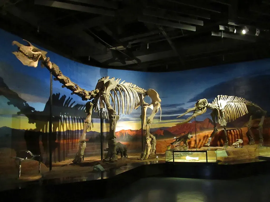 3. Paraceratherium Had Almost No Natural Predators (Paraceratherium, CC BY 2.0)