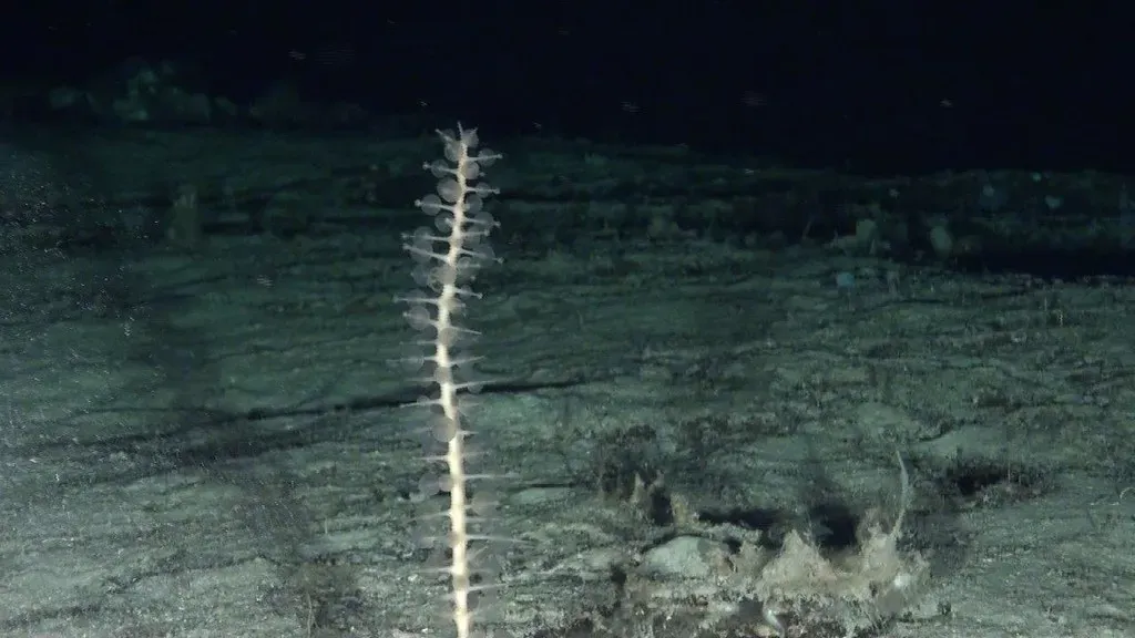 11. The Carnivorous "Death Ball" Sponge From the Deep Antarctic (Oceana Europe, Flickr, CC BY-SA 2.0)