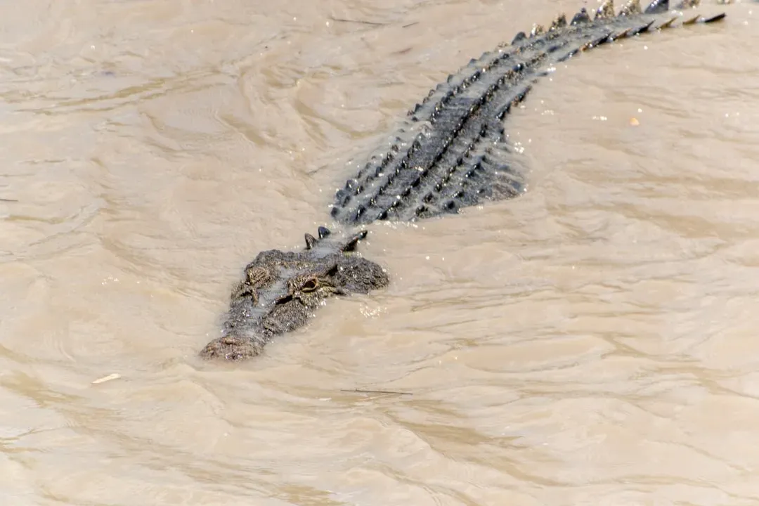 The Saltwater Crocodile: Nature's Living Tank (Image Credits: Unsplash)
