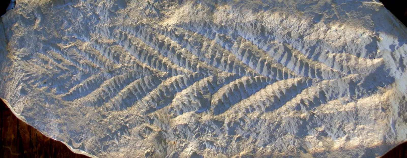 7. Charnia: The "Seaweed" That May Have Rewritten Animal Origins (Transferred from en.wikipedia to Commons., CC BY 2.5)