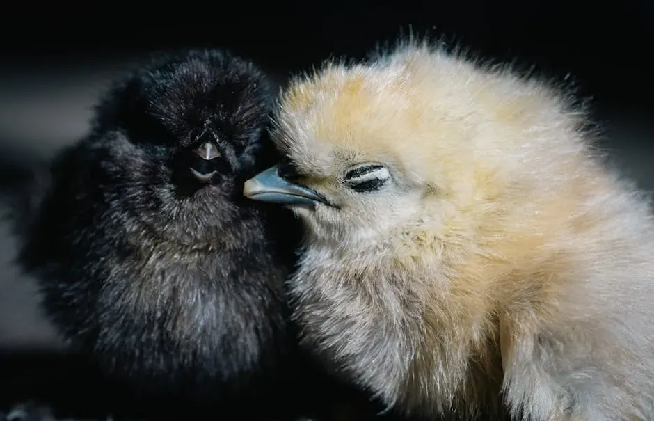 10. A Molecular Pathway in Living Chickens Still Echoes Ancient Proto-Feather Development (Image Credits: Pexels)