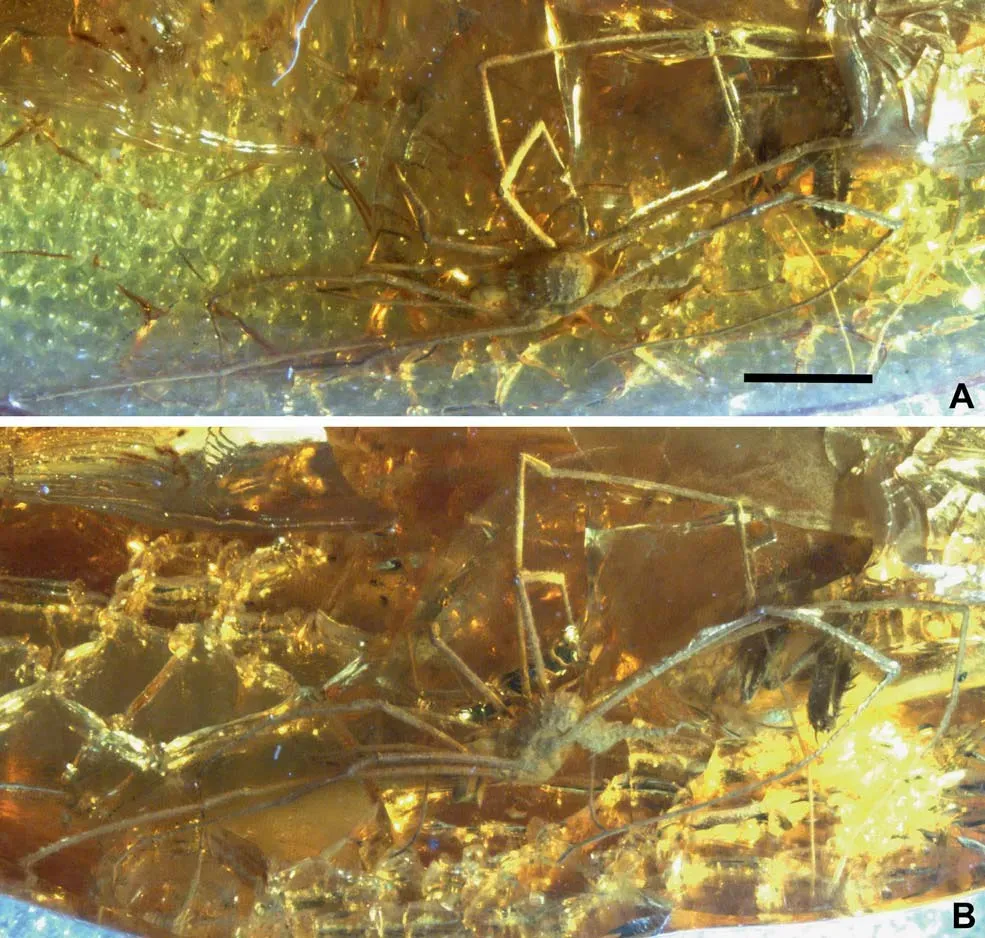 #12 - The European Spider-Relative That Shouldn't Have Been There (Dunlop, J. A., Bartel, C., and Mitov, P. G.: An enigmatic spiny harvestman from Baltic amber, Foss. Rec., 15, 91-101, https://doi.org/10.1002/mmng.201200007, 2012., CC BY-SA 3.0)