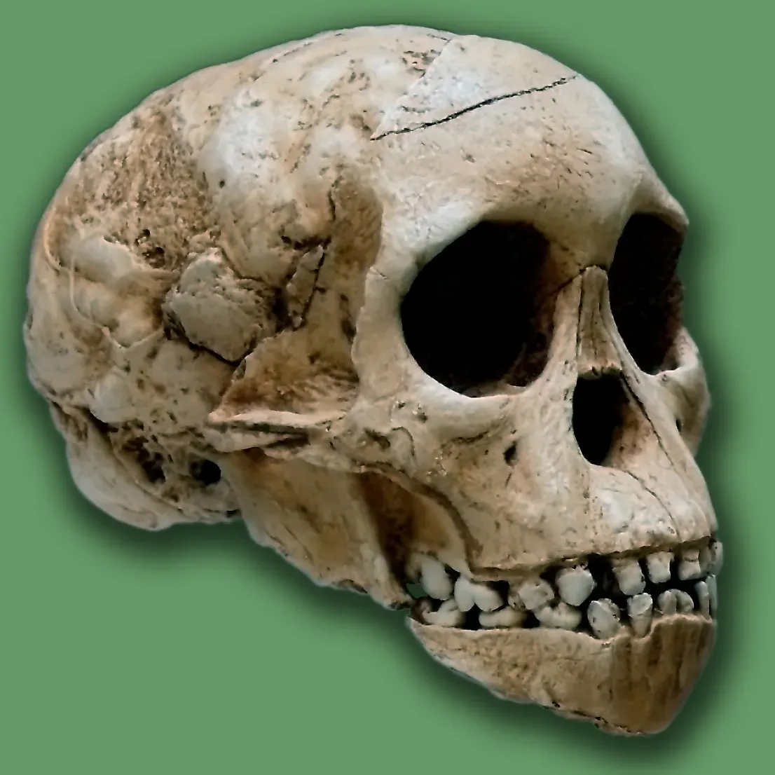 #10 - Taung Child, The Skull Scientists Mocked For Twenty Years (By José-Manuel Benito Álvarez (España)  - > Locutus Borg, Public domain)