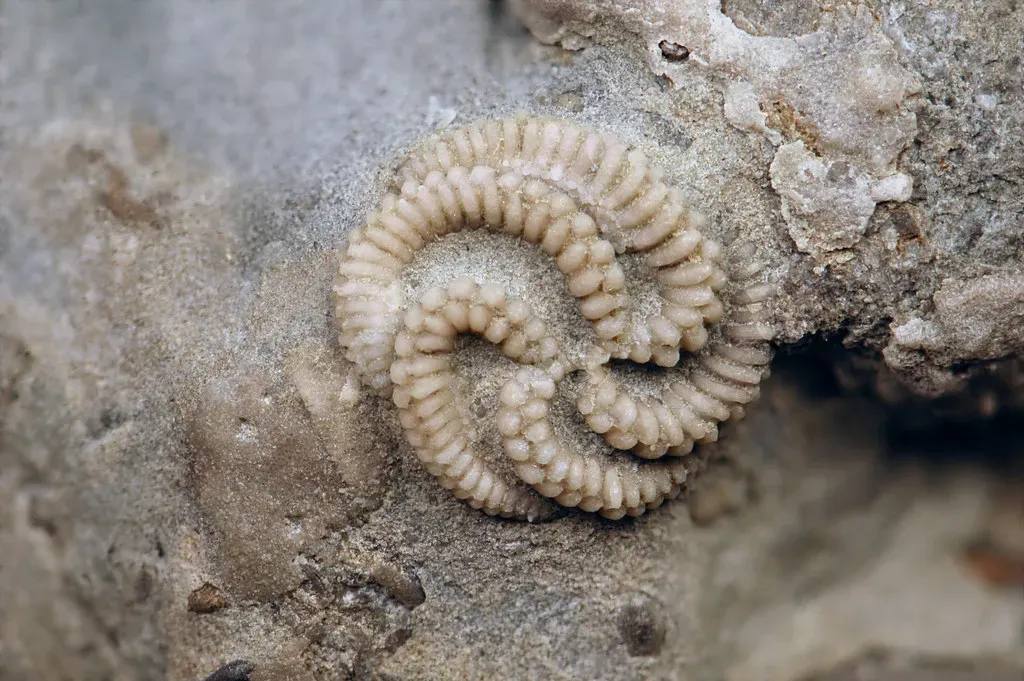 Utilize Fossil Record Insights for Modern Conservation (Image Credits: Flickr)