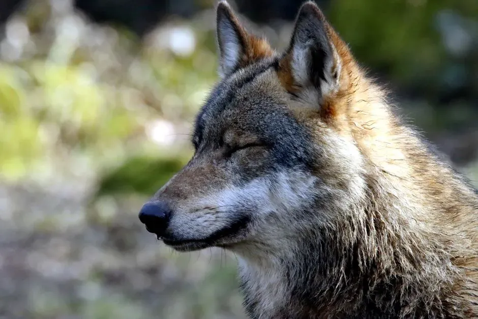Animals Do It Too: What Nature’s Quiet Really Means (Image Credits: Pexels)
