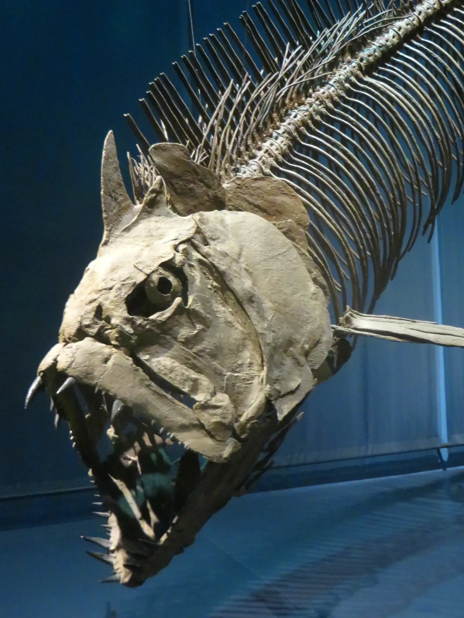 #2 - Leedsichthys, the "Problematic" Giant Fish (Xiphactinus, CC BY 2.0)
