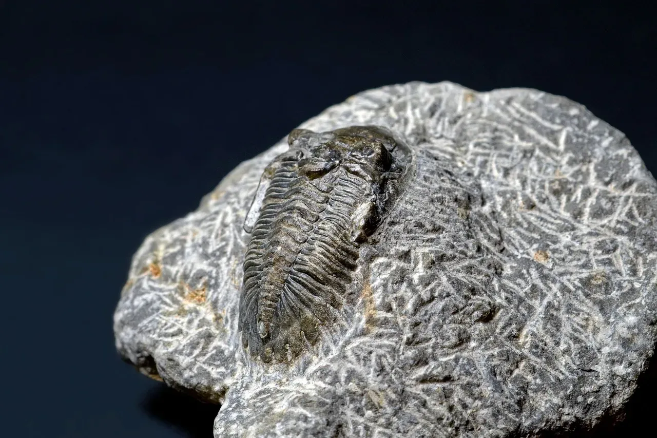 #8 - Fake Moroccan Trilobites: An Entire Forgery Industry (Image Credits: Pixabay)