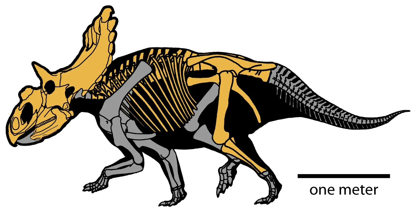 Why Kosmoceratops Matters for How We Picture Dinosaurs (By Scott D. Sampson, Mark A. Loewen, Andrew A. Farke, Eric M. Roberts, Catherine A. Forster, Joshua A. Smith, Alan L. Titusderivative work: Haplochromis (talk), CC BY 2.5)