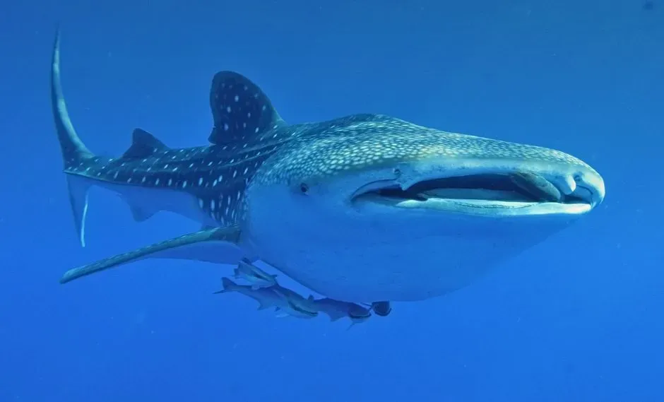 14. A whale shark actually giving birth (Image Credits: Pexels)