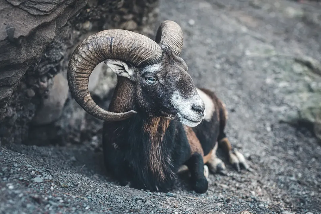 Aries: The Fearless Ram (Image Credits: Unsplash)