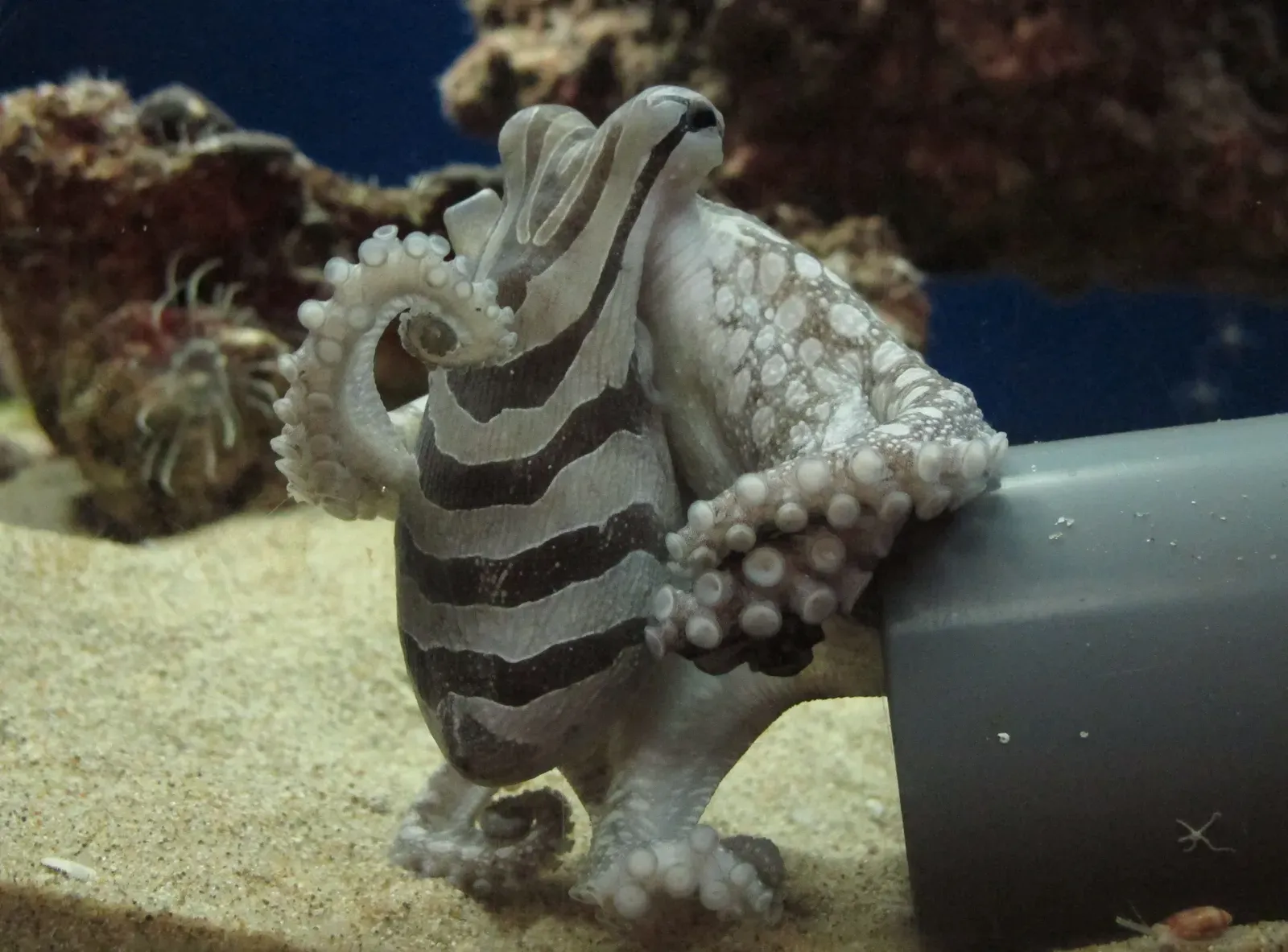 #5 - The "Solitary" Octopus That Refuses to Be Solitary (By Dave Maass, CC BY 2.0)
