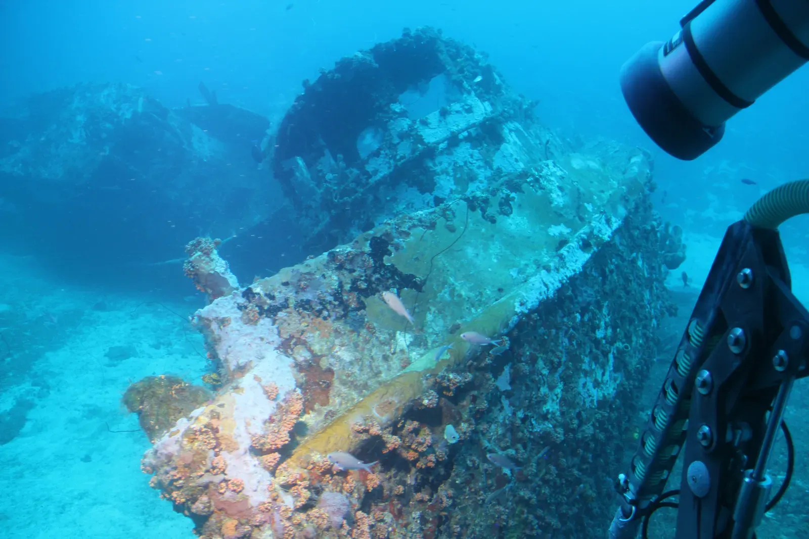 #11 Unique Marine Ecosystems That Grow Over the Wreck (Curasub, CC BY-SA 2.0)