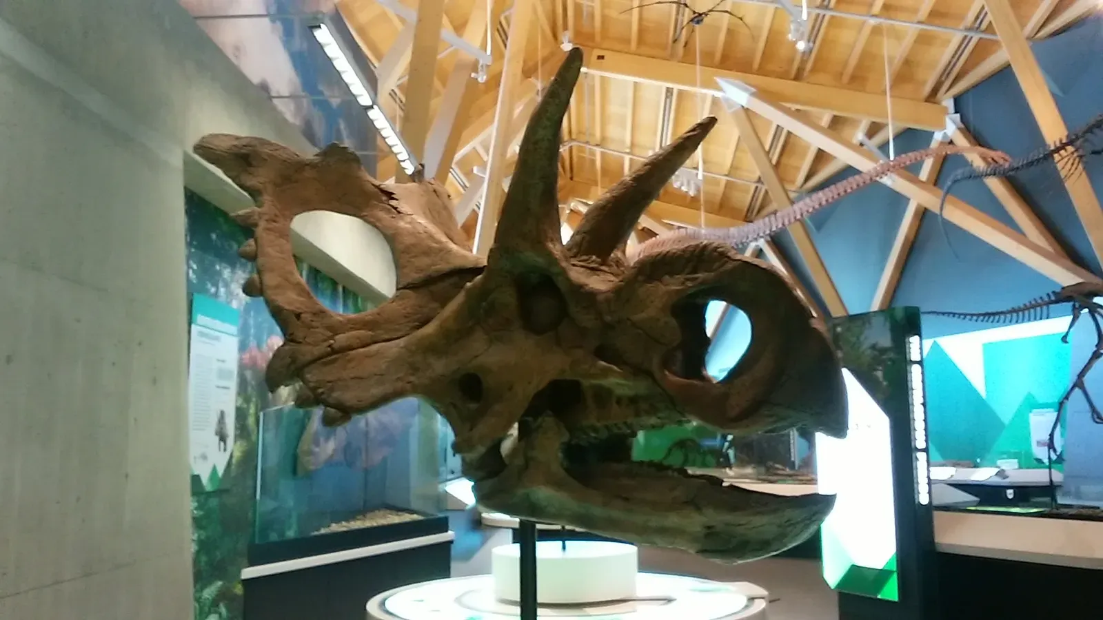 #11 - The Dinosaur That Waited 45 Years For A Name (By ケラトプスユウタ, CC BY-SA 4.0)
