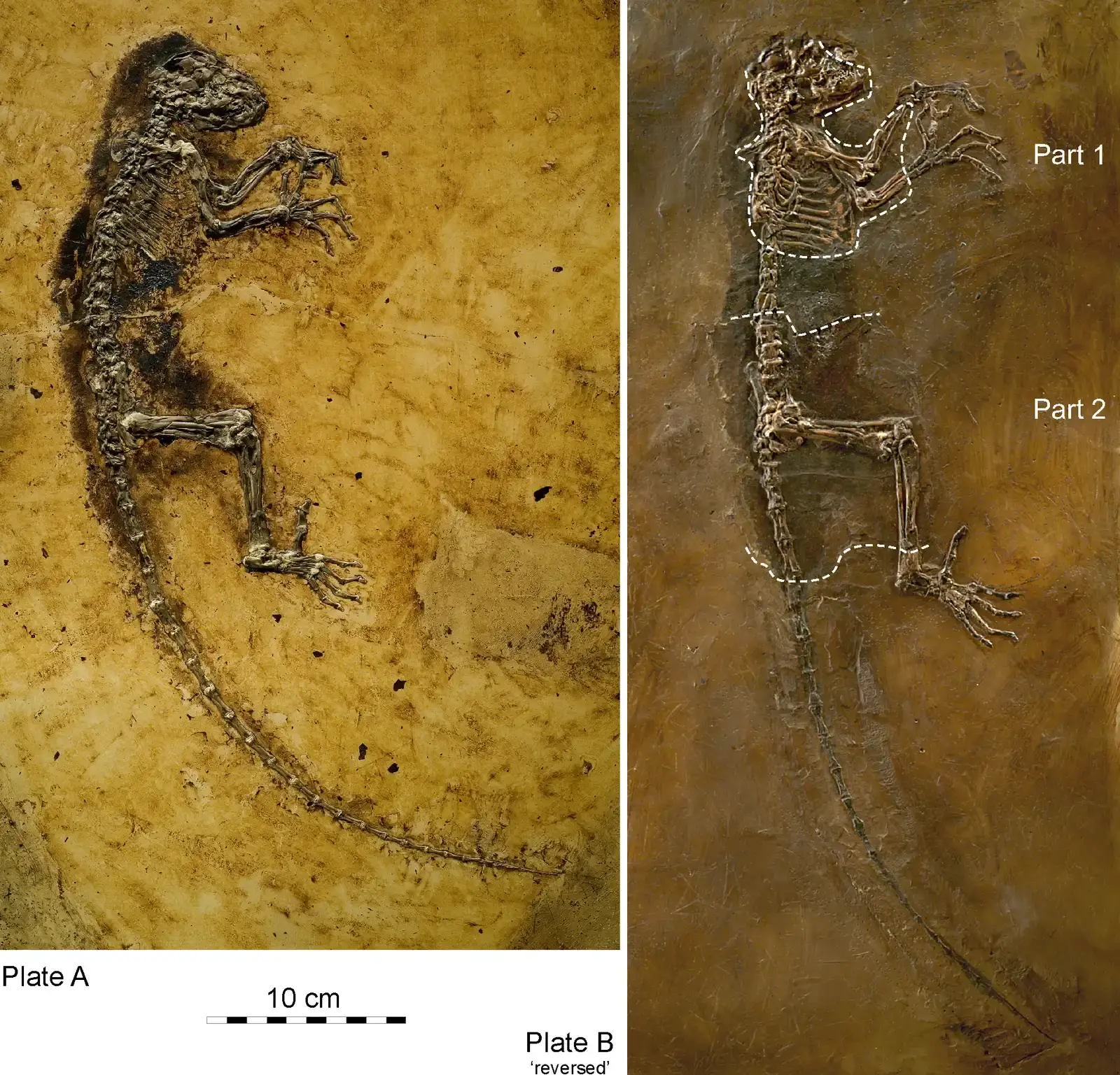 #5 - "Ida" Was Sold as the Human Missing Link, Then Quietly Wasn't (Franzen JL, Gingerich PD, Habersetzer J, Hurum JH, von Koenigswald W & Smith BH (2009) Complete Primate Skeleton from the Middle Eocene of Messel in Germany: Morphology and Paleobiology. PLoS ONE 4(5): e5723. doi:10.1371/journal.pone.0005723, CC BY 2.5)