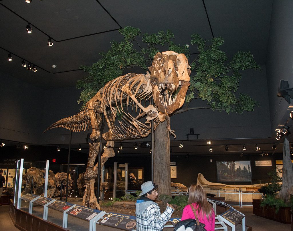 T-Rex: The King That Ruled Your Western Territories (Image Credits: Flickr)