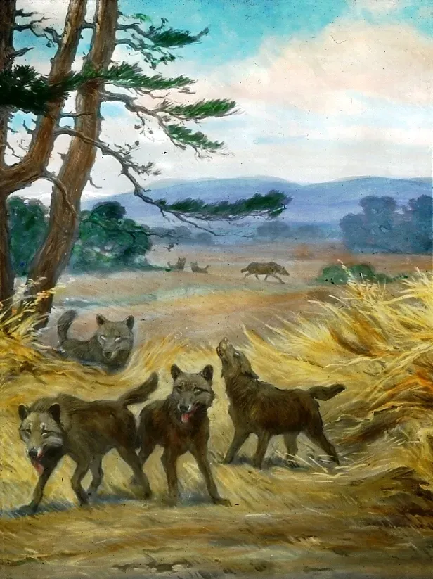 Dire Wolves – Real-Life Heavyweight “Game of Thrones” Wolves (The Jesse Earl Hyde Collection, Case Western Reserve University (CWRU) Department of Geological Sciences http://geology.cwru.edu/~huwig/, Public domain)