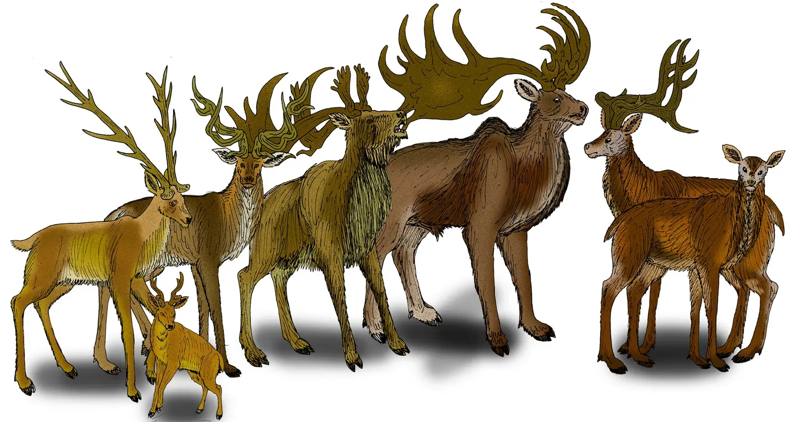 The Irish Elk (Giant Deer): Antlers as Wide as a Car, and a Dangerous Attraction (Transferred from en.wikipedia to Commons., CC BY 2.5)