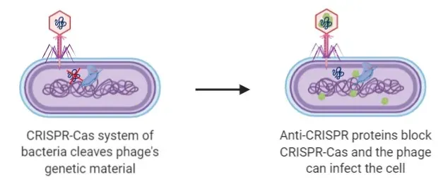 CRISPR: The Game-Changing Tool (Image Credits: Wikimedia)