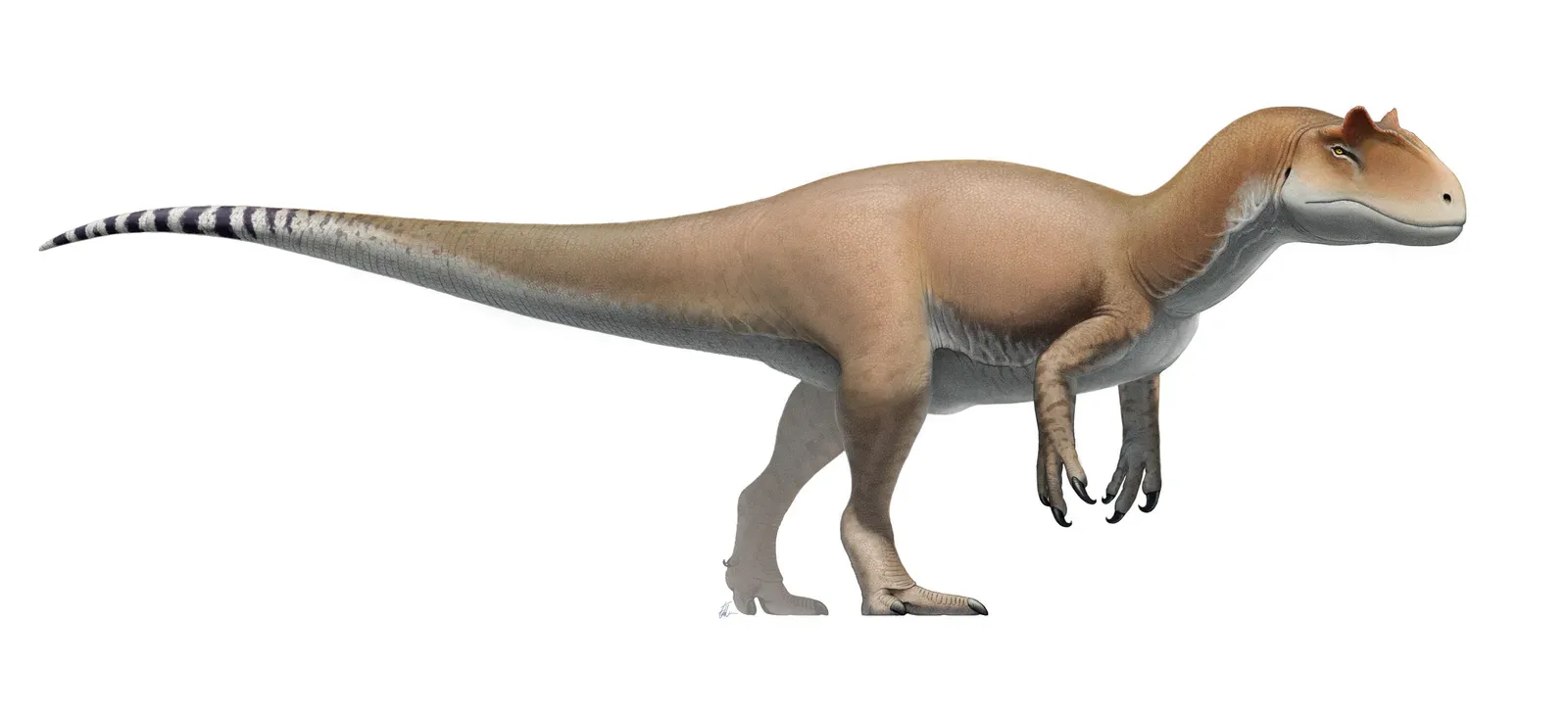 #8 - Allosaurus: The Jurassic Apex Predator Everyone Underrates (By Fred Wierum, CC BY-SA 4.0)