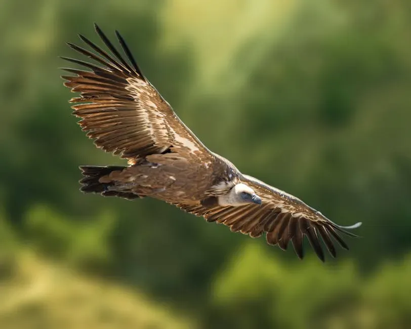 Conclusion: A Bird That Deserves More Than It Gets (Image Credits: Pexels)