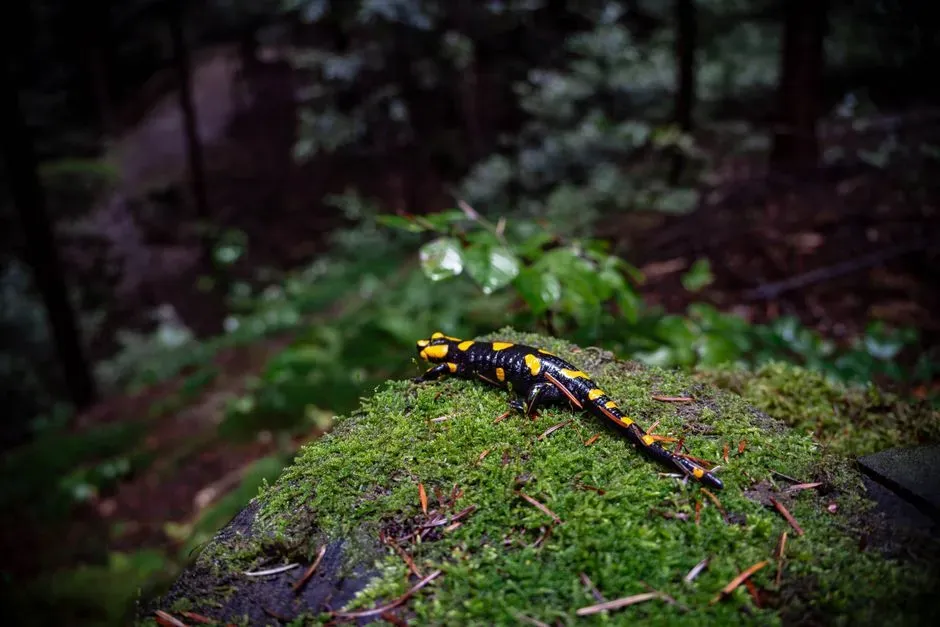 #11 - The Salamander Found in a Volcano After 42 Years (Image Credits: Pexels)