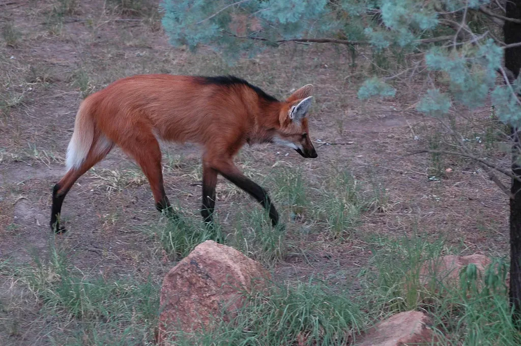 7. The Maned Wolf: The Fox That Isn't a Fox (Pascal Vuylsteker, Flickr, CC BY-SA 2.0)