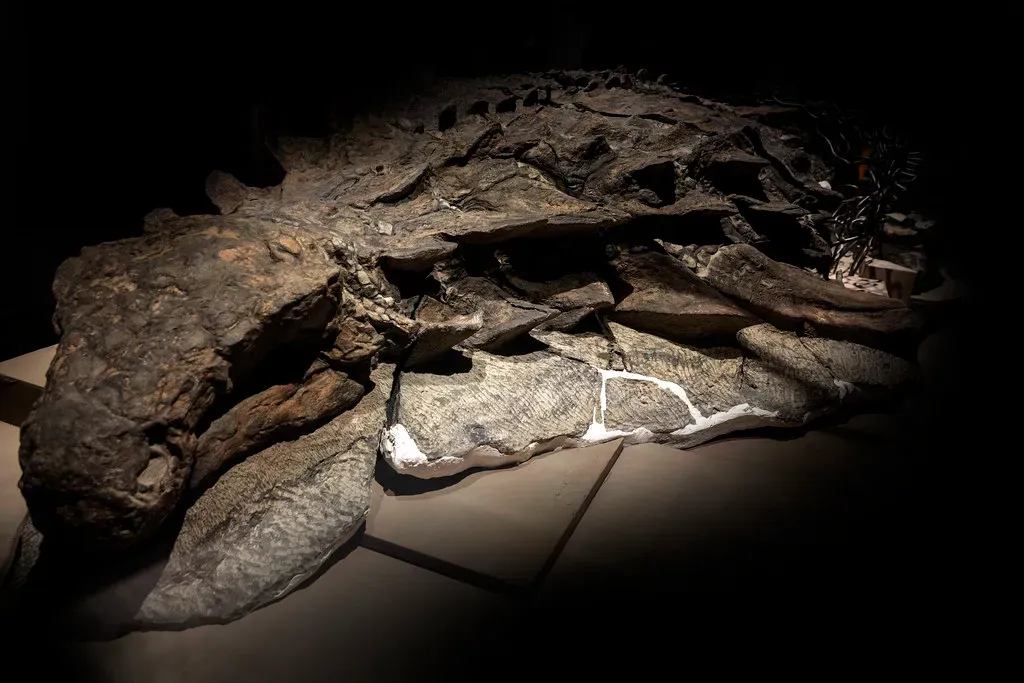 The rare conditions that create such astonishing preservation (strangebiology, Flickr, CC BY 2.0)