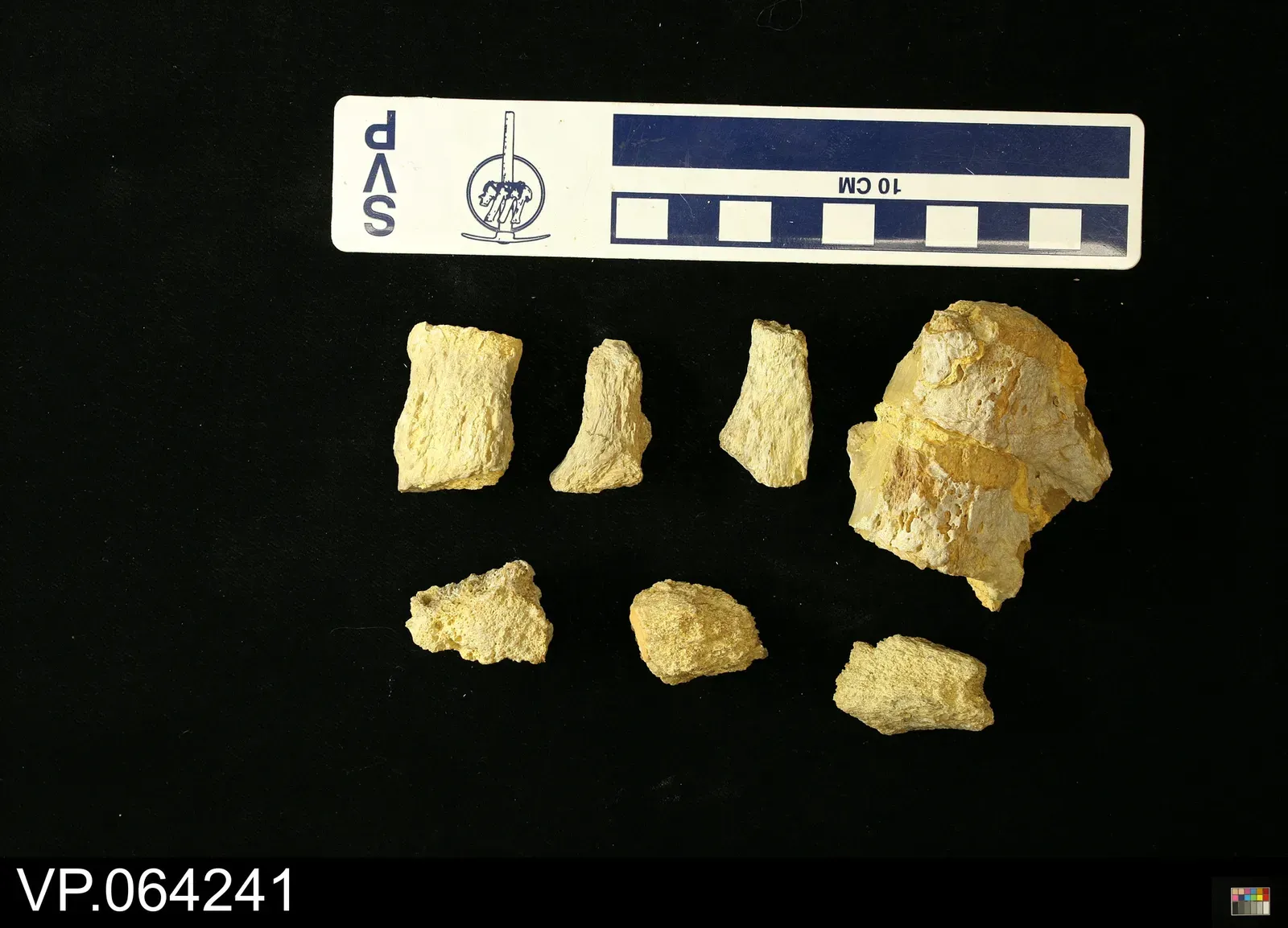 Lewis and Clark Made the First Documented Fossil Discovery (Image Credits: Wikimedia)