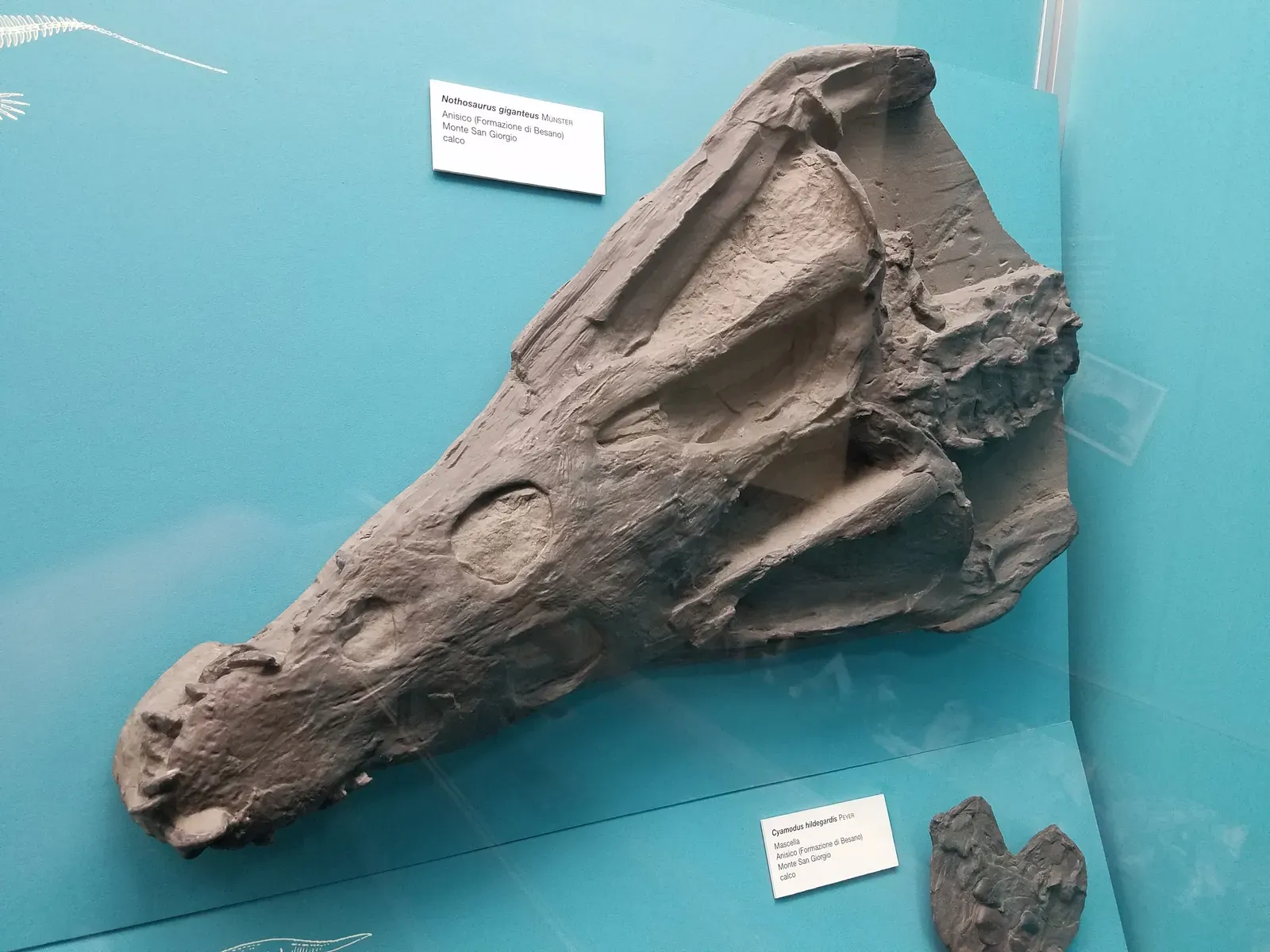 8. The Nothosaur Brain Had a Uniquely Straight, Tubular Shape (By Neil Pezzoni, CC BY 4.0)