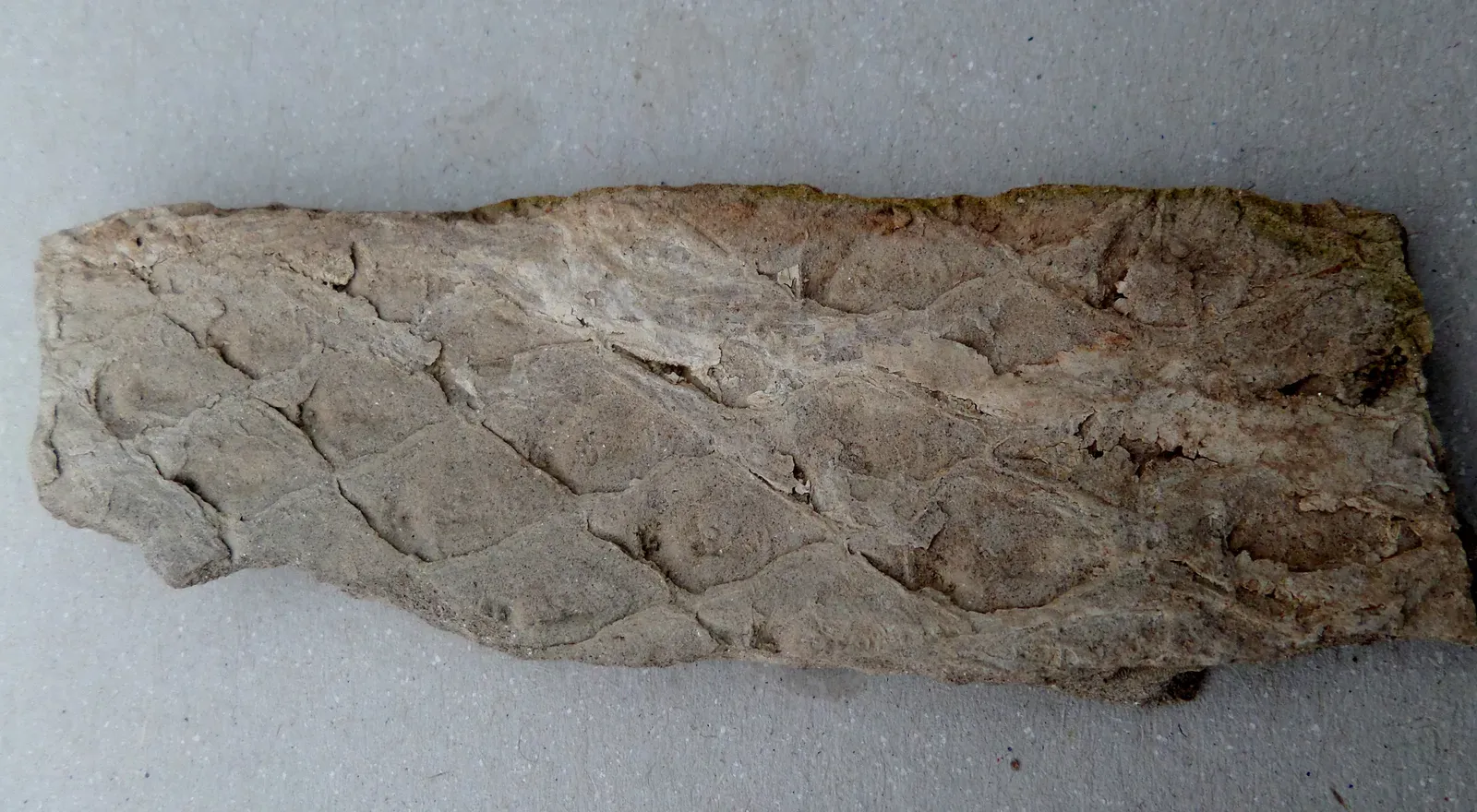 #6 - The Bark Pattern You're Staring At Is Actually Scar Tissue (By Rosser1954, CC BY-SA 4.0)