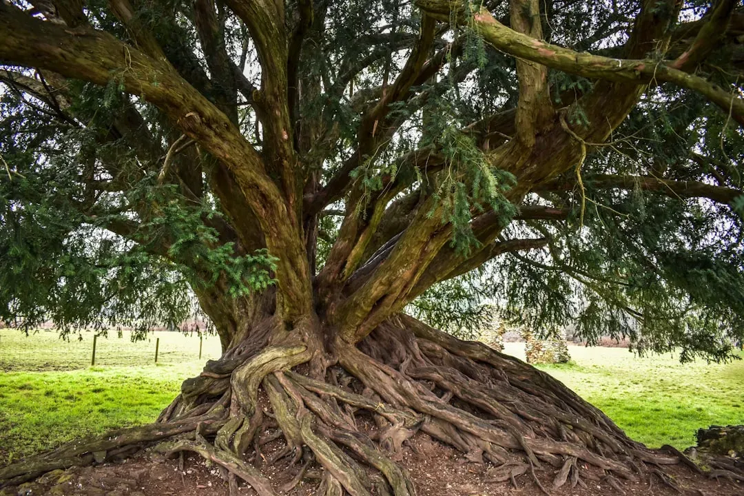 Scorpio – The Yew, Mysterious Guardian of Life and Death (Image Credits: Unsplash)