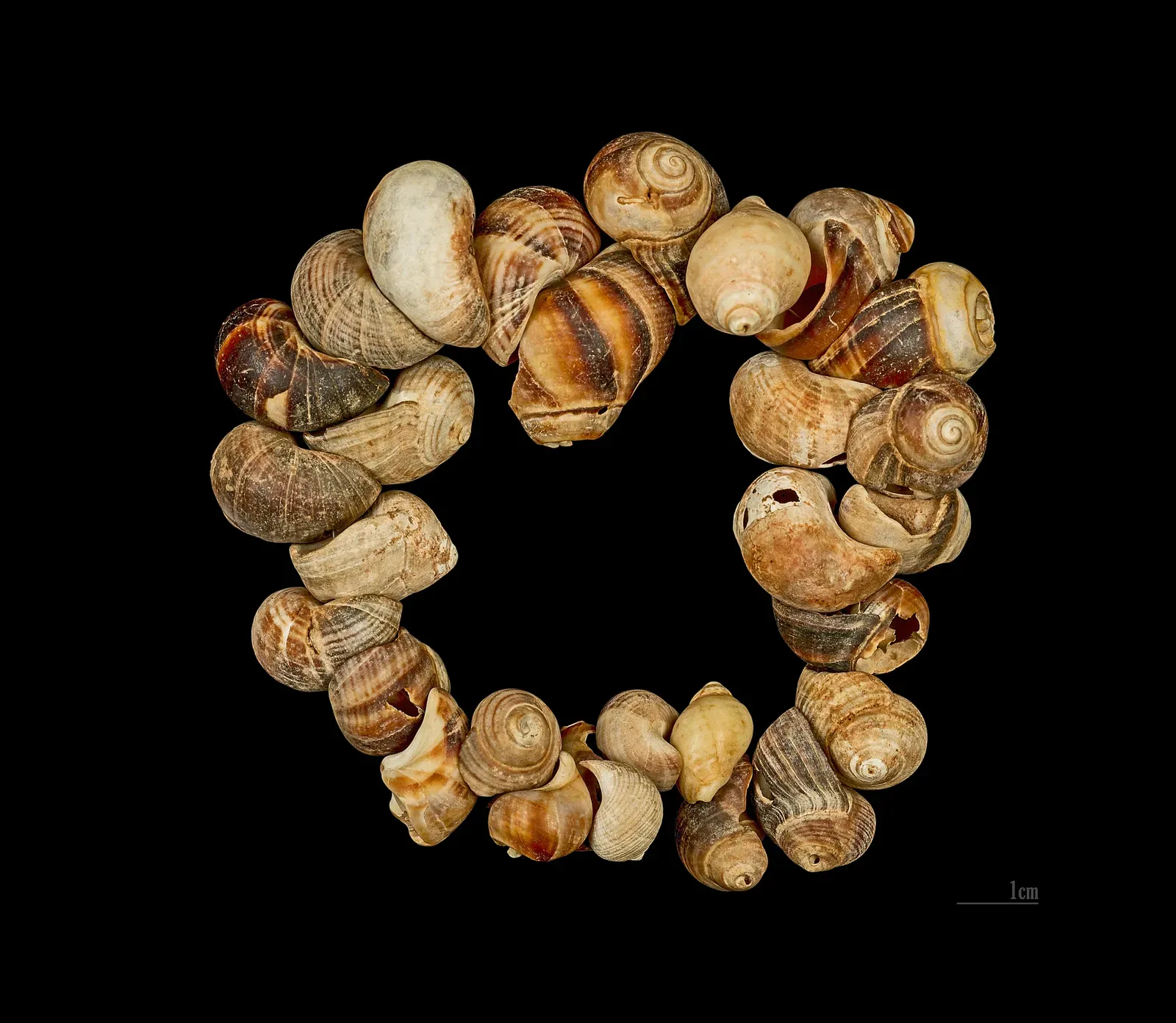 Why shells, of all things, became prehistoric social media (By Didier Descouens, CC BY-SA 4.0)