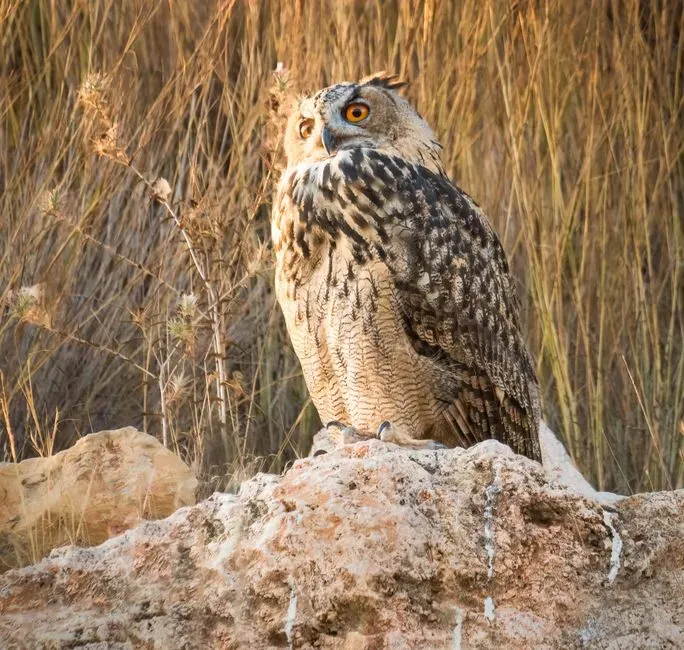 Virgo Moon – The Wise Owl (Image Credits: Pexels)