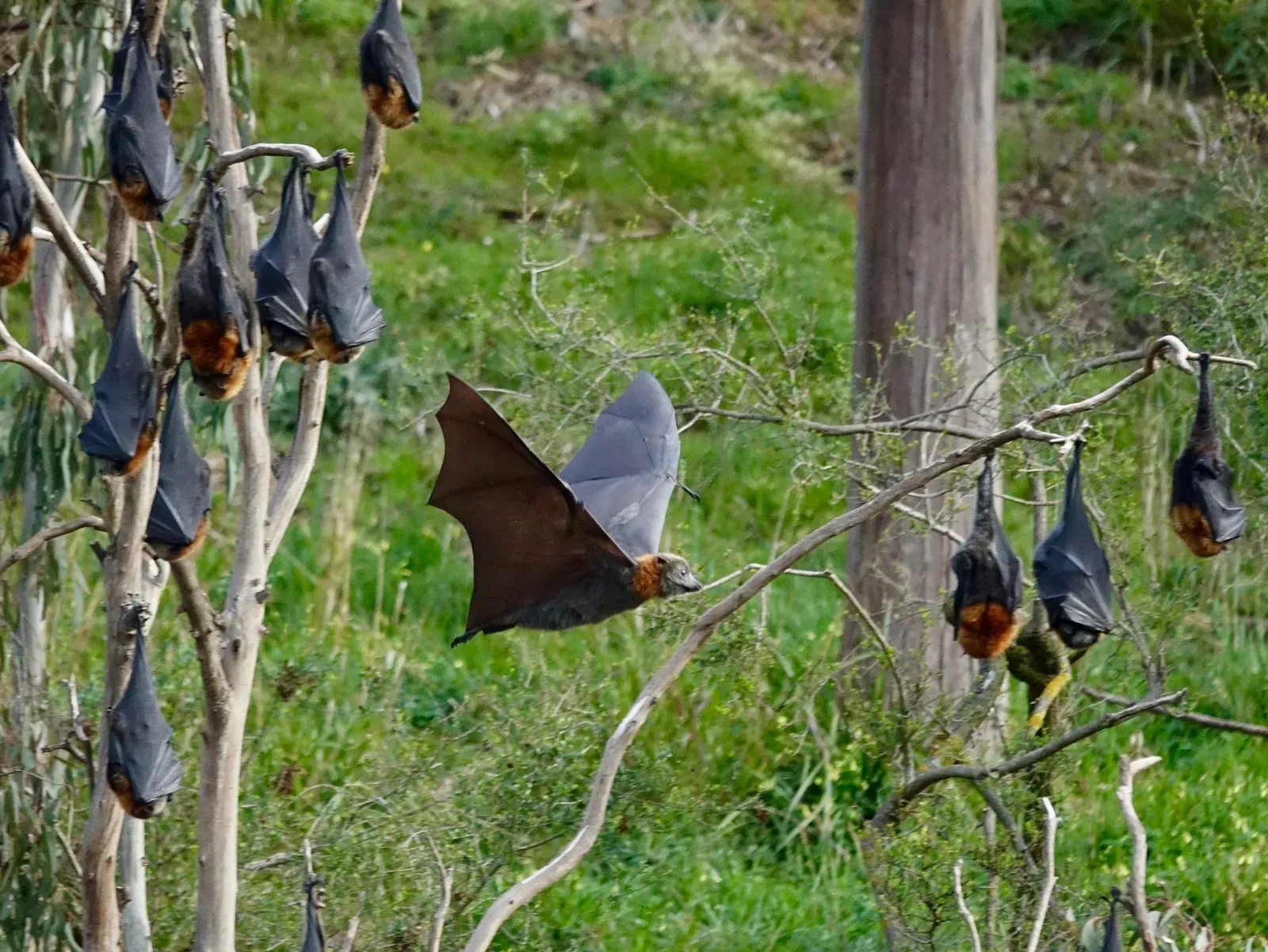 Bats: Mammals That Turned Hands into Wings (Fruit bat flying, CC BY-SA 2.0)