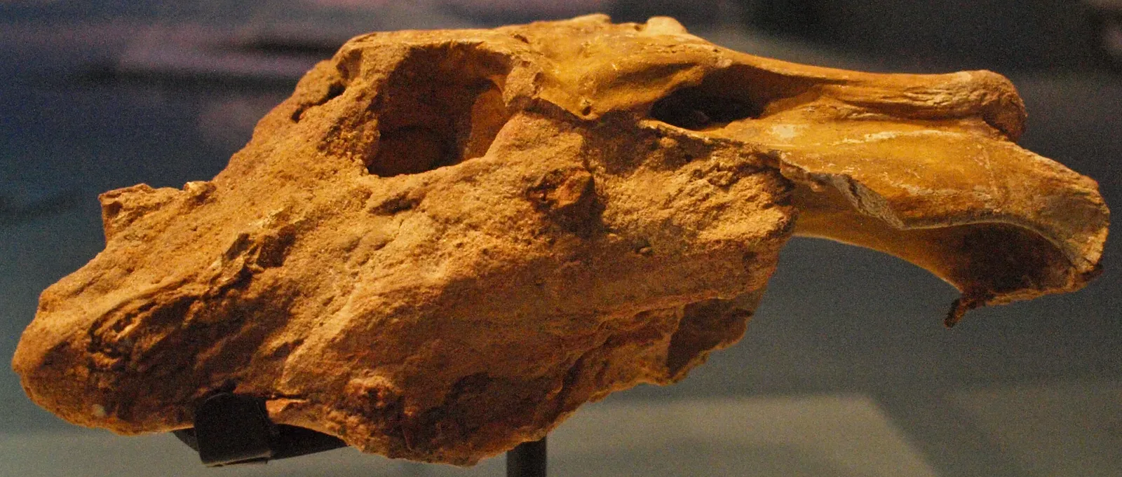 #11 - The Royal Ontario Museum's Forgotten Crocodile (By CaptMondo, CC BY-SA 3.0)