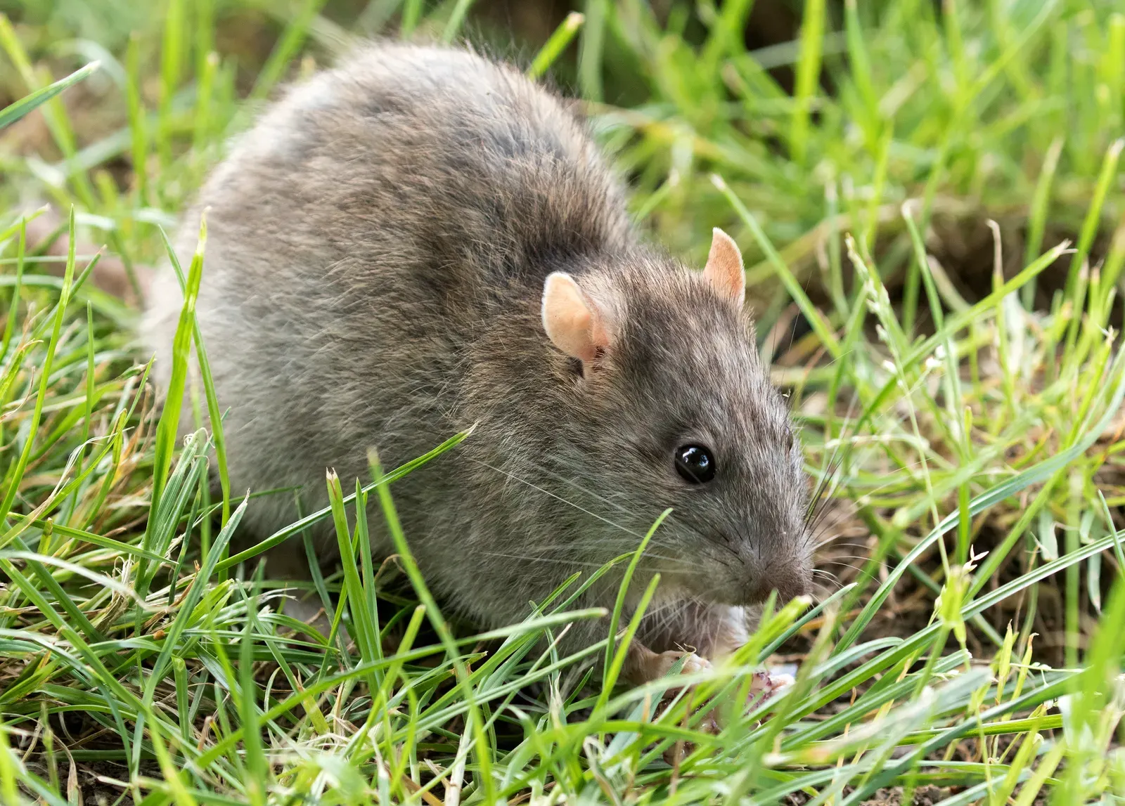 1. Rat: A Year to Slow Down and Build Smarter (By Zeynel Cebeci, CC BY-SA 4.0)