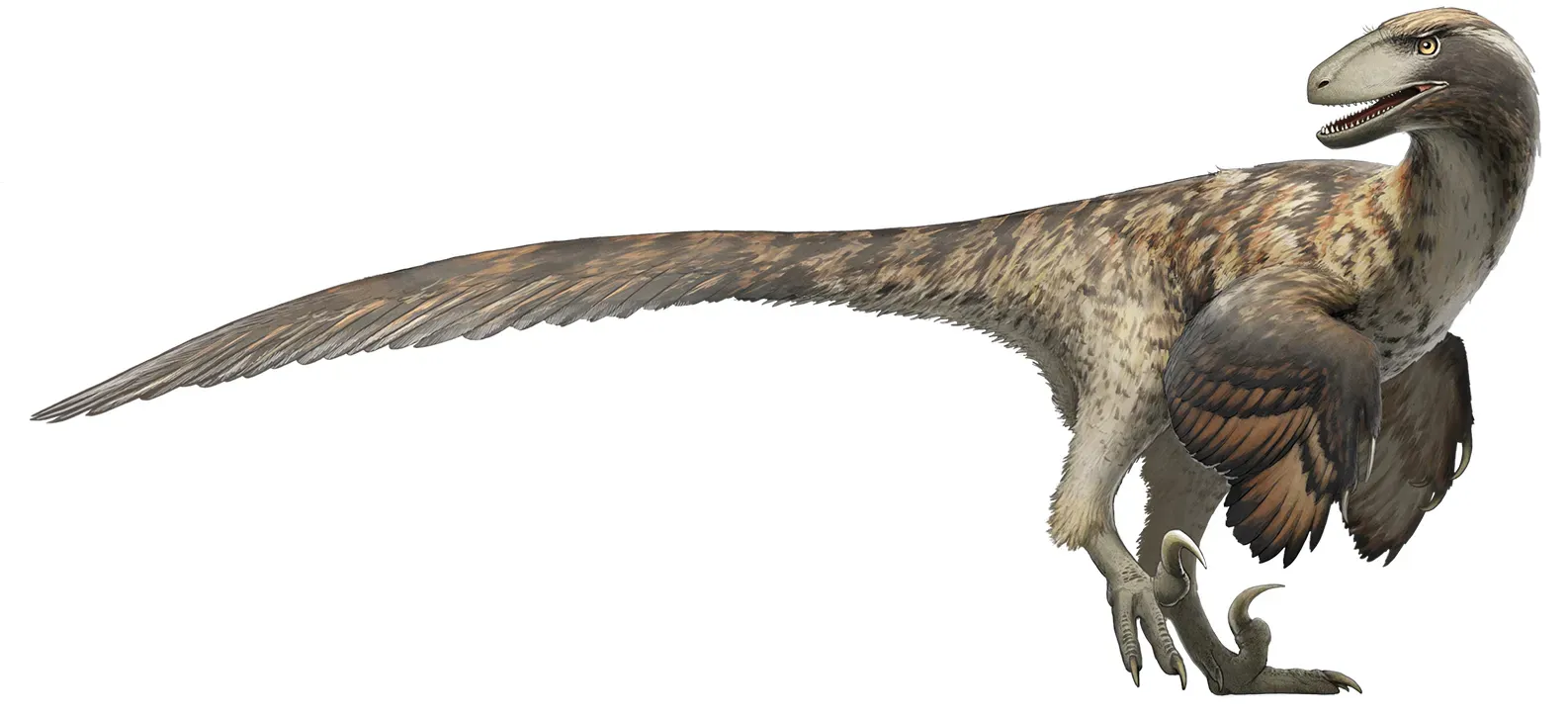 Deinonychus: The Debate Over Pack Hunting Versus Mob Feeding (Image Credits: Wikimedia)