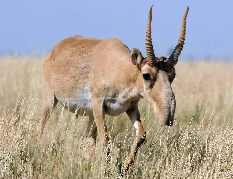 #7 - The Saiga Antelope With Alien Noses (By email from Ej Milner-Gulland, CC BY-SA 4.0)