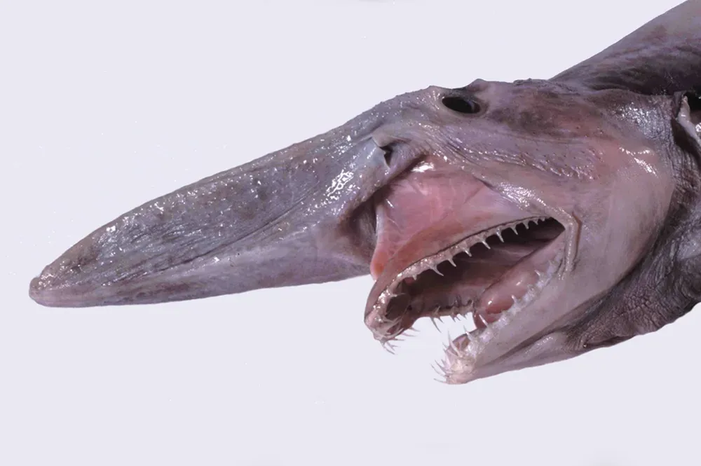 The Bizarre Jaw That Snaps Like a Trap (By Dianne Bray / Museum Victoria, CC BY 3.0 au)