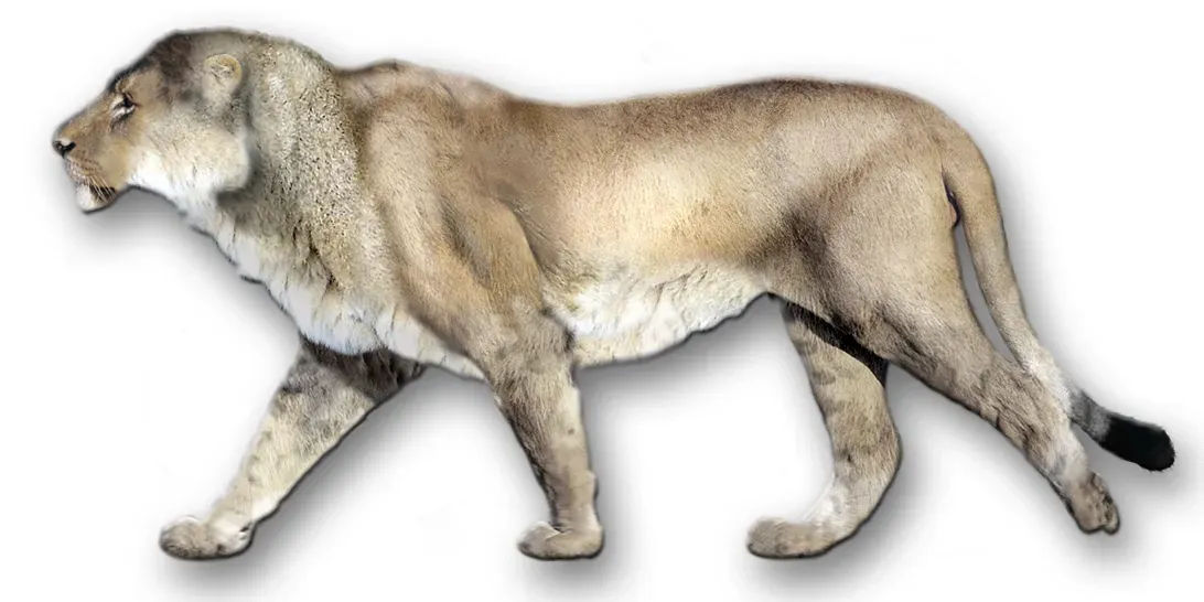 American Cave Lions and Their Massive Frames (Image Credits: Wikimedia)
