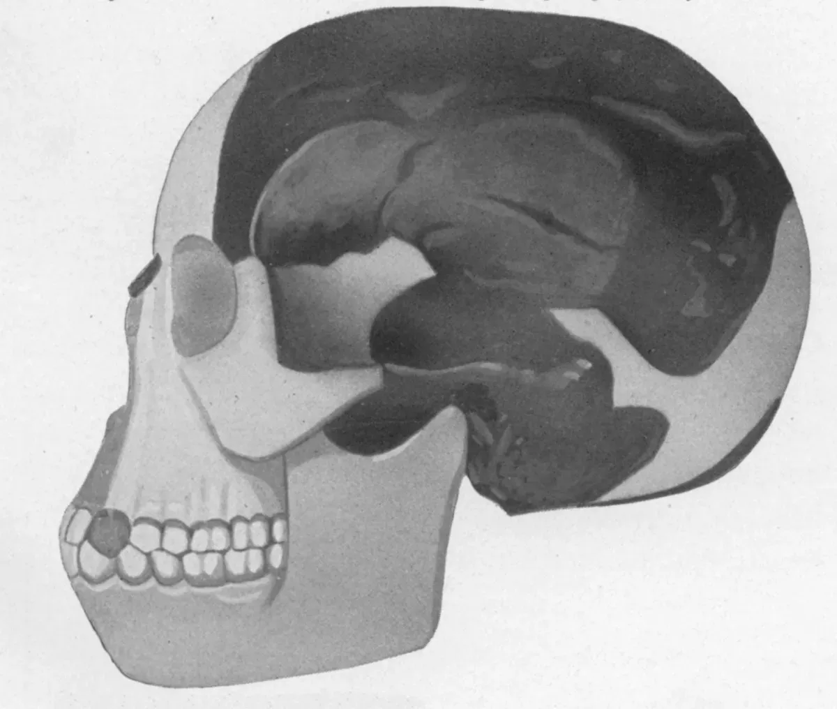 #2 - That Large Brains Evolved Before Anything Else (By J. Arthur Thomson, The Outline of Science, 1922, Public domain)